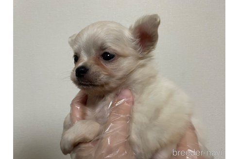 成約済の東京都のチワワ(ロングコート)-272293の7枚目