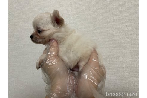 成約済の東京都のチワワ(ロングコート)-272293の8枚目