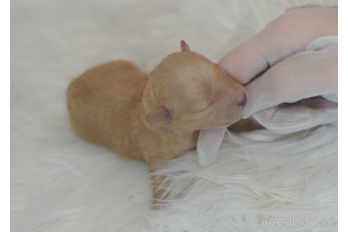 成約済の埼玉県のタイニープードル-272302の13枚目