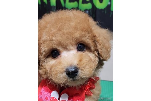 成約済の栃木県のトイプードル-269967の13枚目