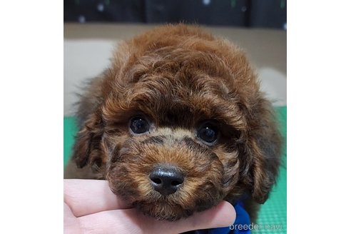 成約済の栃木県のトイプードル-269939の13枚目