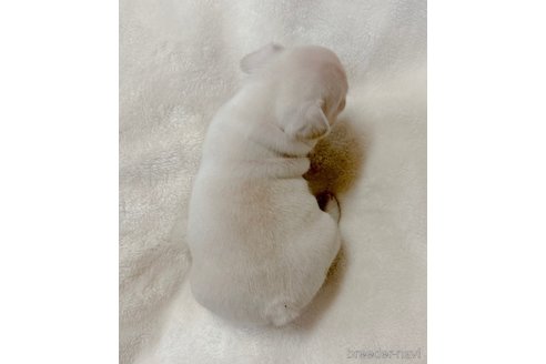 成約済の山口県のフレンチブルドッグ-272336の3枚目