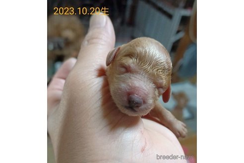 成約済の大阪府のトイプードル-272375の2枚目