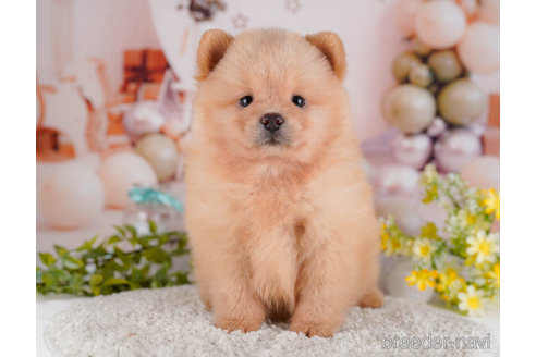 成約済の東京都のミックス犬-272418の4枚目
