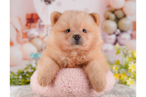 成約済の東京都のミックス犬-272418の5枚目