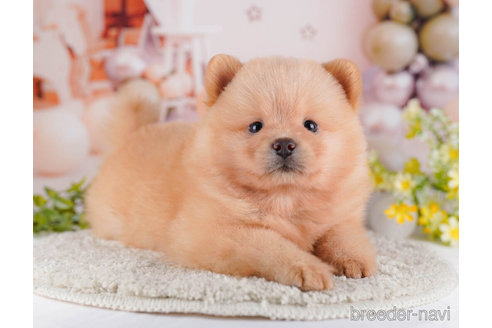 成約済の東京都のミックス犬-272418の6枚目