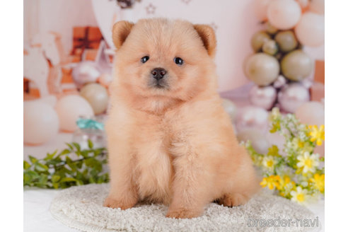 成約済の東京都のミックス犬-272418の3枚目