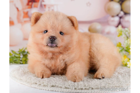 成約済の東京都のミックス犬-272418の1枚目