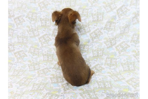成約済の千葉県のチワワ(ロングコート)-259973の15枚目