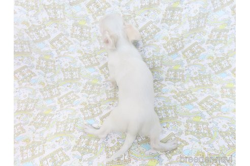 成約済の千葉県のチワワ(ロングコート)-264084の7枚目