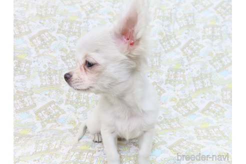 成約済の千葉県のチワワ(ロングコート)-264084の8枚目