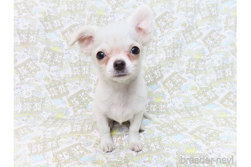 成約済の千葉県のチワワ(ロングコート)-264084の9枚目