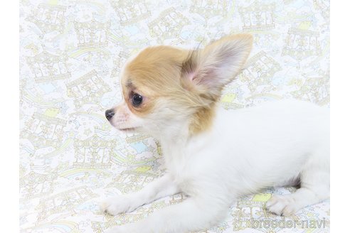 成約済の千葉県のチワワ(ロングコート)-259979の7枚目