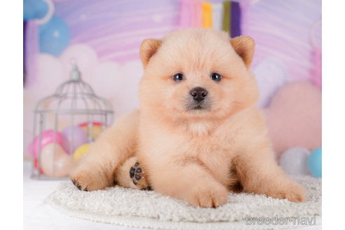 成約済の東京都のミックス犬-272421の5枚目