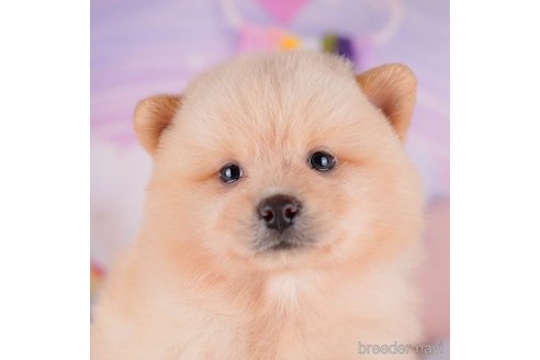 成約済の東京都のミックス犬-272421の1枚目