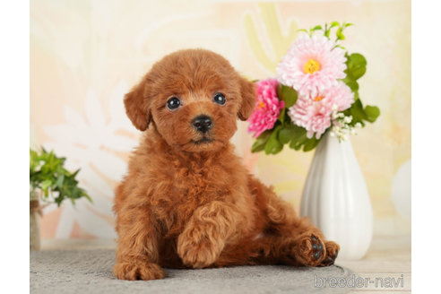 成約済の千葉県のトイプードル-272430の3枚目