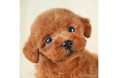 成約済の千葉県のトイプードル-272430の1枚目