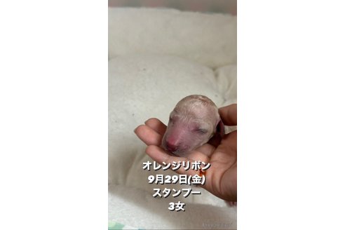 成約済の千葉県のスタンダードプードル-272452の13枚目