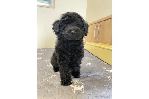 成約済の福岡県のタイニープードル-264578の2枚目