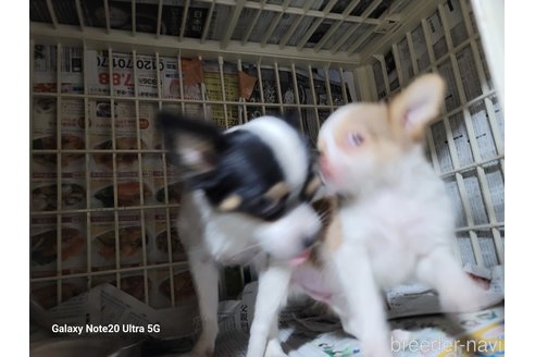 成約済の千葉県のチワワ(ロングコート)-260978の5枚目