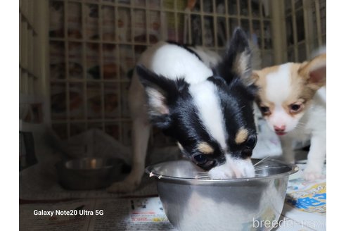 成約済の千葉県のチワワ(ロングコート)-260978の2枚目
