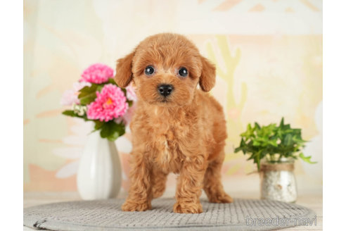 成約済の千葉県のトイプードル-272523の5枚目