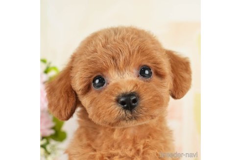 成約済の千葉県のトイプードル-272523の1枚目