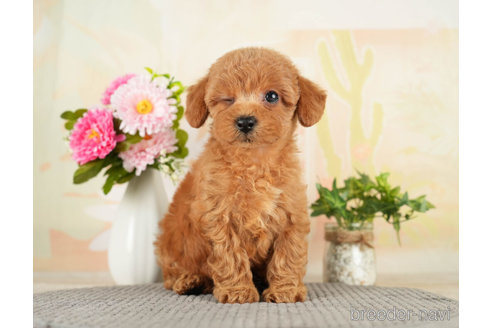 成約済の千葉県のトイプードル-272523の4枚目