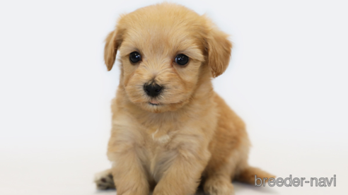 成約済の神奈川県のミックス犬-267816の1枚目