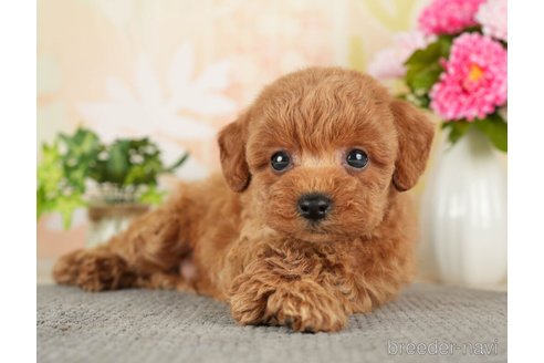 成約済の千葉県のトイプードル-272524の2枚目