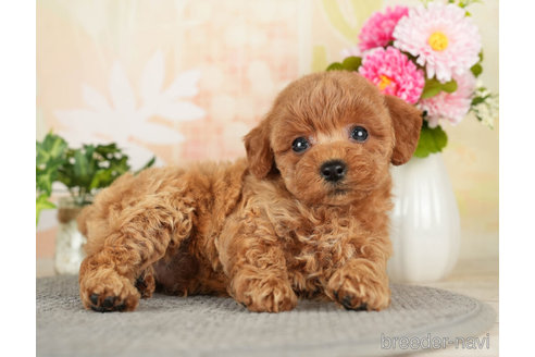 成約済の千葉県のトイプードル-272524の5枚目