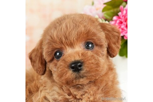 成約済の千葉県のトイプードル-272524の1枚目