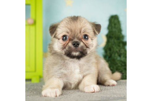 成約済の千葉県のチワワ(ロングコート)-272526の5枚目