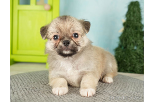 成約済の千葉県のチワワ(ロングコート)-272526の3枚目