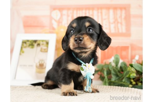 成約済の神奈川県のミニチュアダックスフンド(ロングヘアード)-272527の4枚目