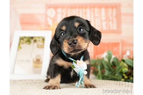 成約済の神奈川県のミニチュアダックスフンド(ロングヘアード)-272527の5枚目