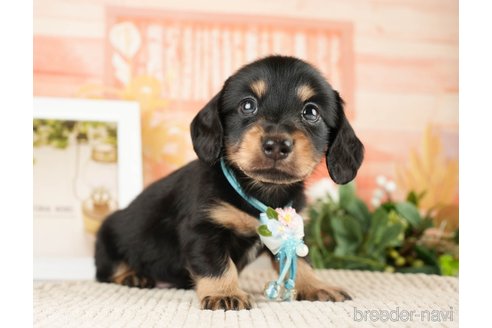 成約済の神奈川県のミニチュアダックスフンド(ロングヘアード)-272527の7枚目