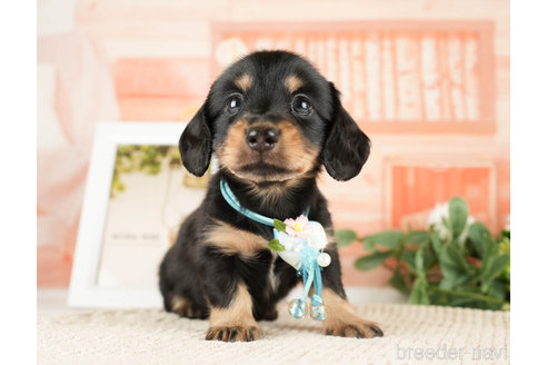 成約済の神奈川県のミニチュアダックスフンド(ロングヘアード)-272527の3枚目