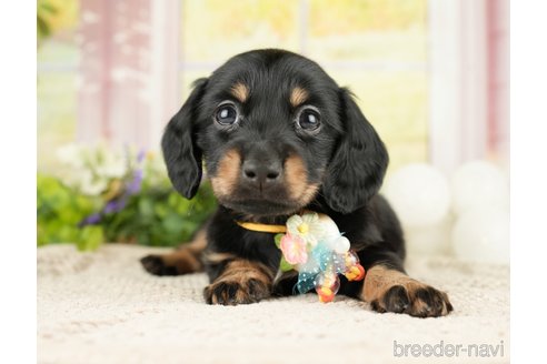 成約済の神奈川県のミニチュアダックスフンド(ロングヘアード)-272529の1枚目