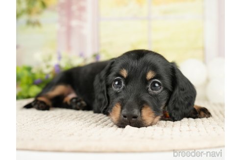 成約済の神奈川県のミニチュアダックスフンド(ロングヘアード)-272529の3枚目