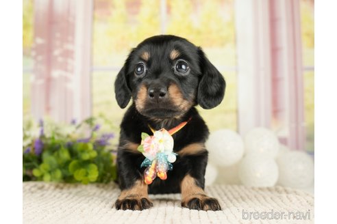 成約済の神奈川県のミニチュアダックスフンド(ロングヘアード)-272529の4枚目