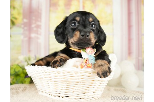 成約済の神奈川県のミニチュアダックスフンド(ロングヘアード)-272529の5枚目