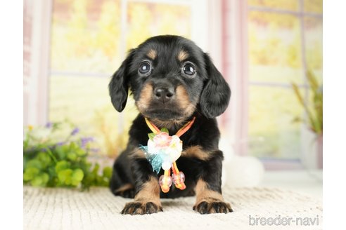 成約済の神奈川県のミニチュアダックスフンド(ロングヘアード)-272529の6枚目