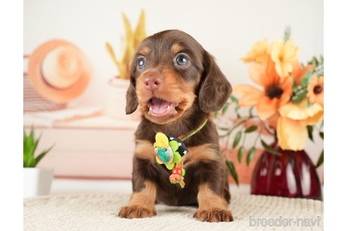 成約済の神奈川県のミニチュアダックスフンド(ロングヘアード)-272531の4枚目