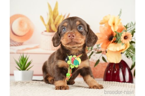成約済の神奈川県のミニチュアダックスフンド(ロングヘアード)-272531の5枚目