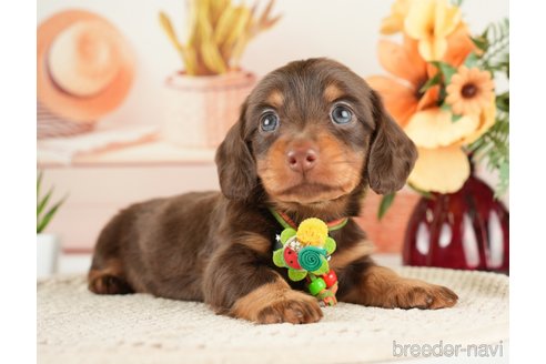 成約済の神奈川県のミニチュアダックスフンド(ロングヘアード)-272531の1枚目