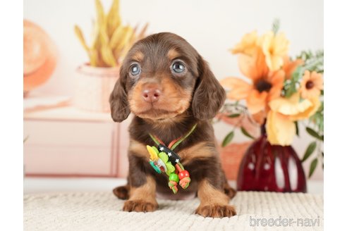 成約済の神奈川県のミニチュアダックスフンド(ロングヘアード)-272531の2枚目
