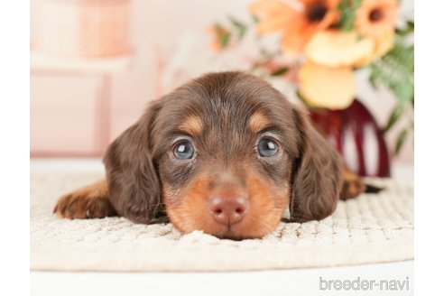 成約済の神奈川県のミニチュアダックスフンド(ロングヘアード)-272531の3枚目
