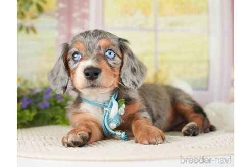 成約済の神奈川県のミニチュアダックスフンド(ロングヘアード)-272533の3枚目