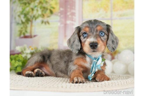 成約済の神奈川県のミニチュアダックスフンド(ロングヘアード)-272533の4枚目